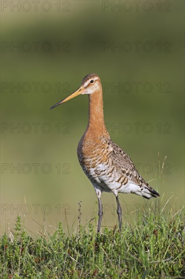 Black-tailed godwit