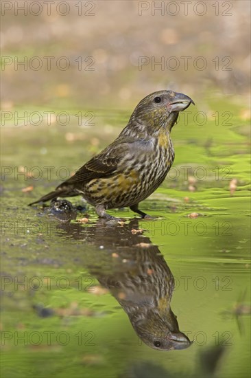 Red crossbill