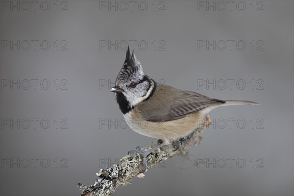 European crested tit