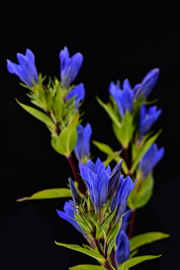 Flowering gentian