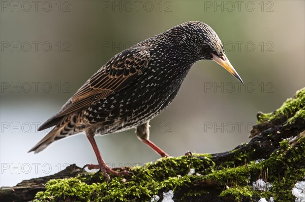 Common Starling