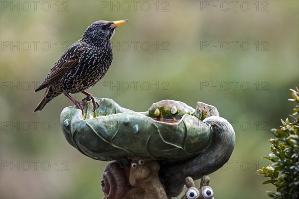 Common Starling