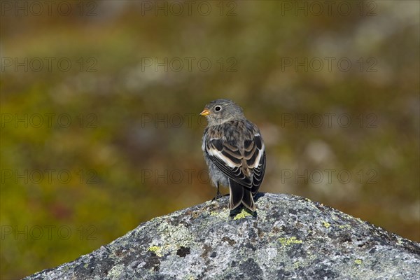 Snow bunting