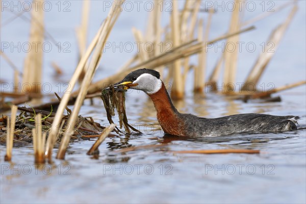 Red-necked grebe