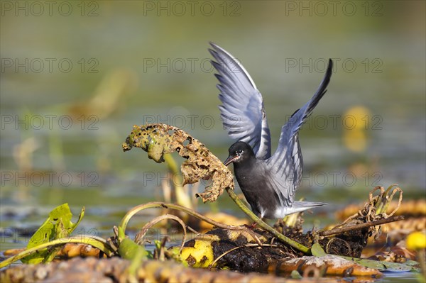 Black Tern