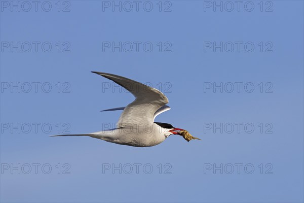 Arctic tern