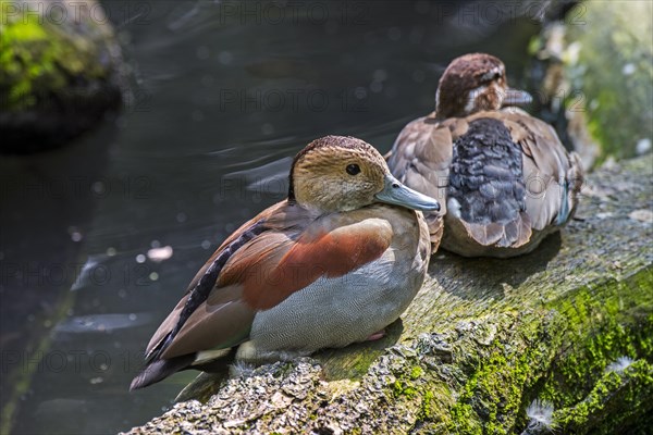 Ringed teal