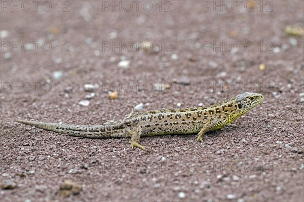 Sand lizard