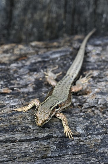 Common wall lizard