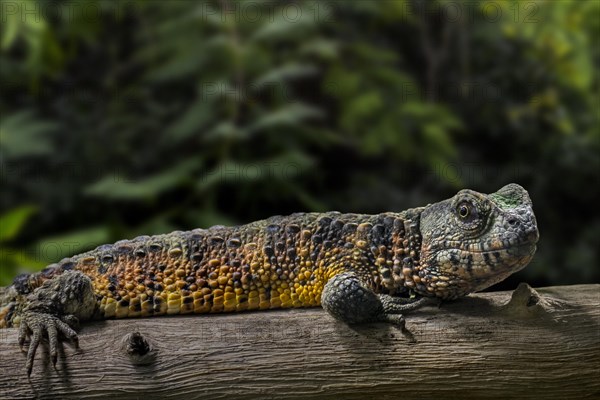 Chinese crocodile lizard