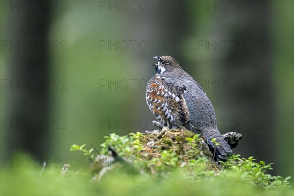 Hazel grouse