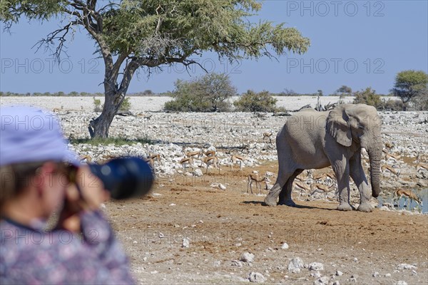 Young woman with telephoto lens taking pictures of an adult male African bush elephant