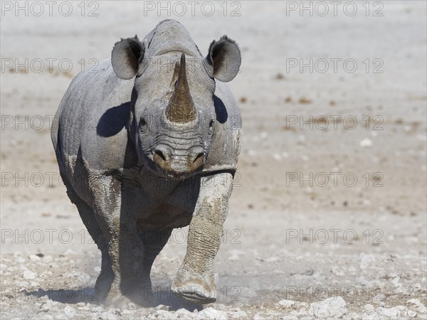 Black rhinoceros