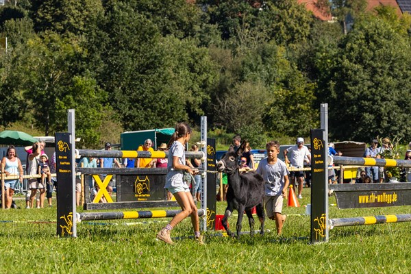 Donkeys being led through a course