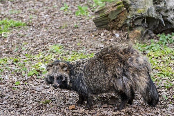 Raccoon dog