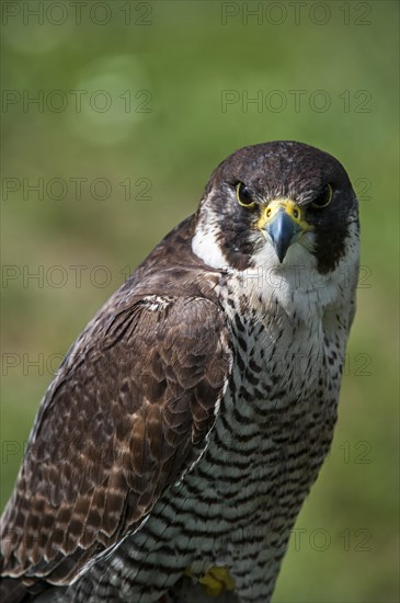 Close up of Peregrine falcon