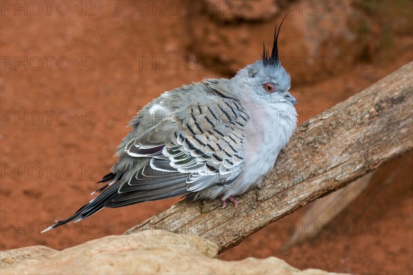 Crested pigeon