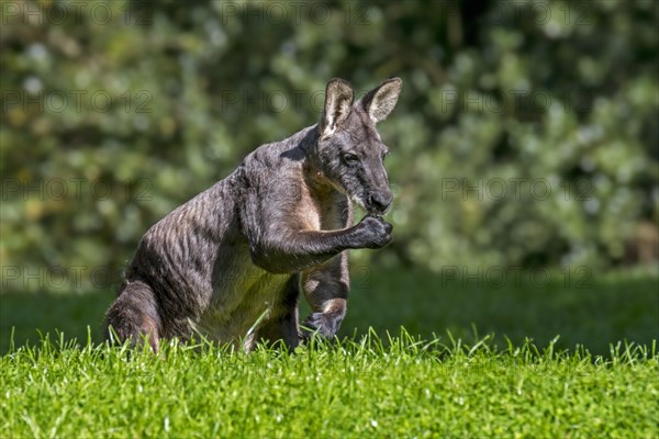 Swamp wallaby