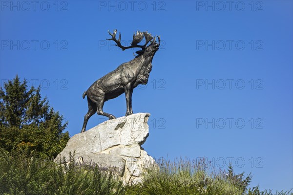 Caribou at the Beaumont-Hamel Newfoundland Memorial