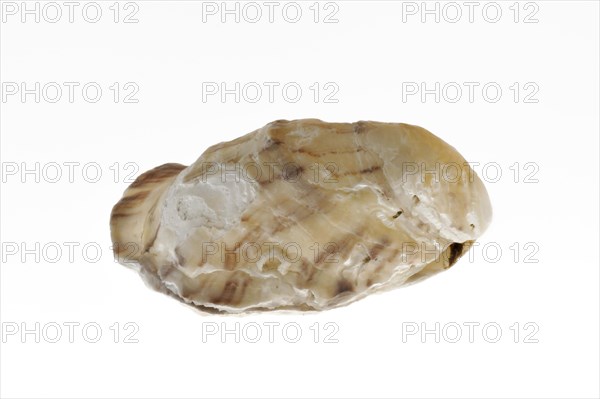 Pacific oyster