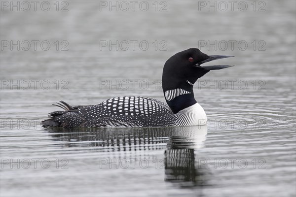 Common loon