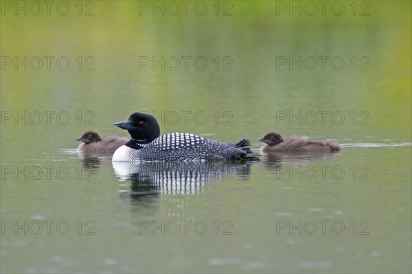 Common loon