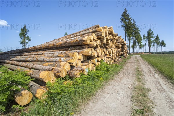 Deforestation showing huge wood pile of tree trunks in coniferous clearcut forest with a few remaining pine trees