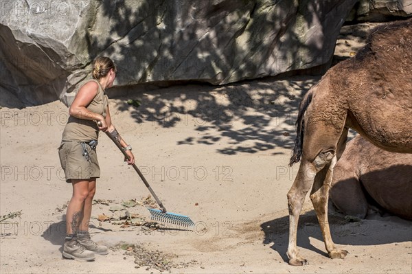 Zookeeper cleaning up the dromedary enclosure at the Antwerp Zoo