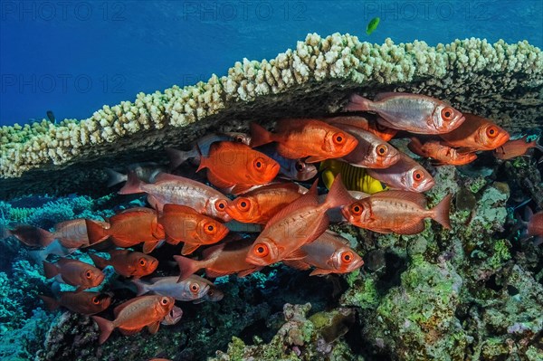 Small schooling small group of reef bigeye common bigeye