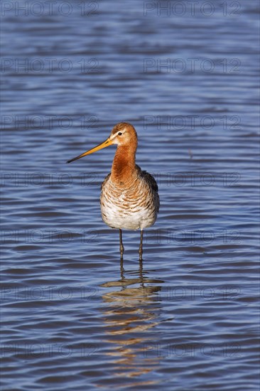 Black-tailed godwit