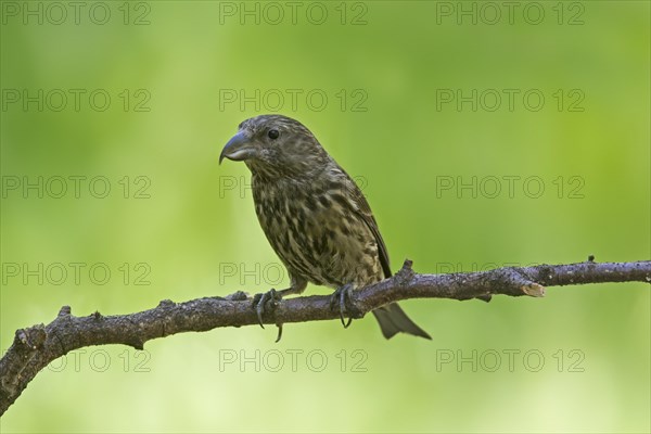 Red crossbill