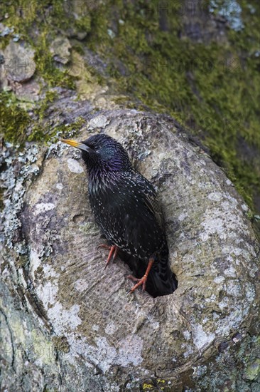 Common starling