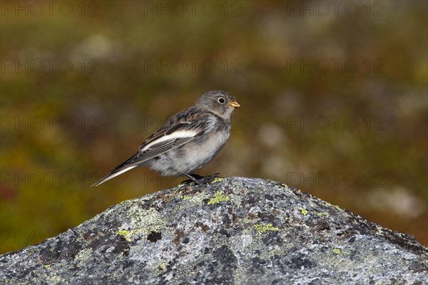 Snow bunting