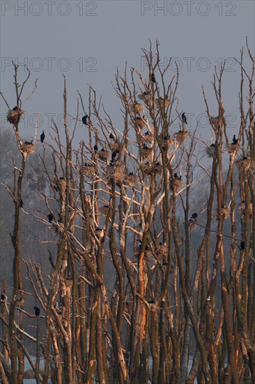 Great cormorant