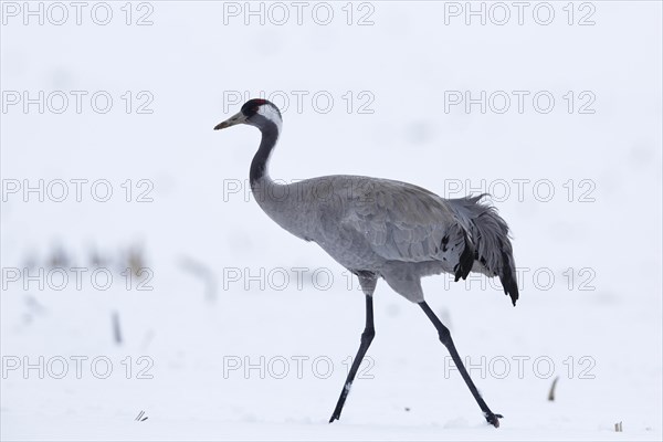 Crane