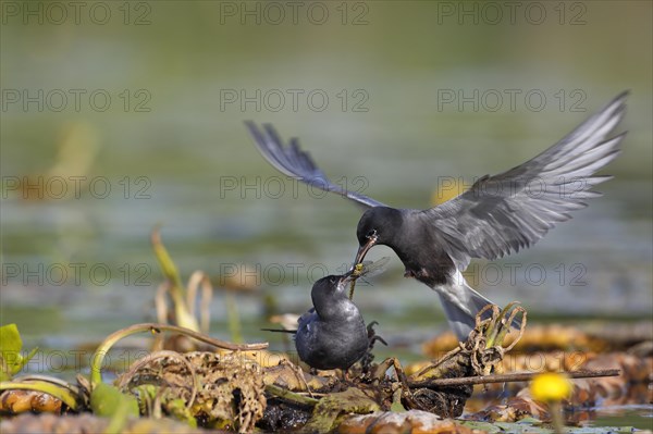 Black Tern