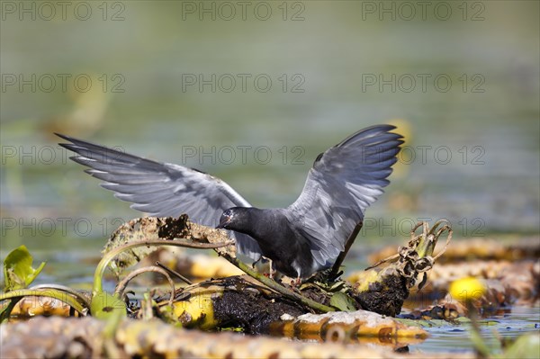 Black Tern