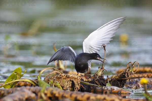 Black Tern