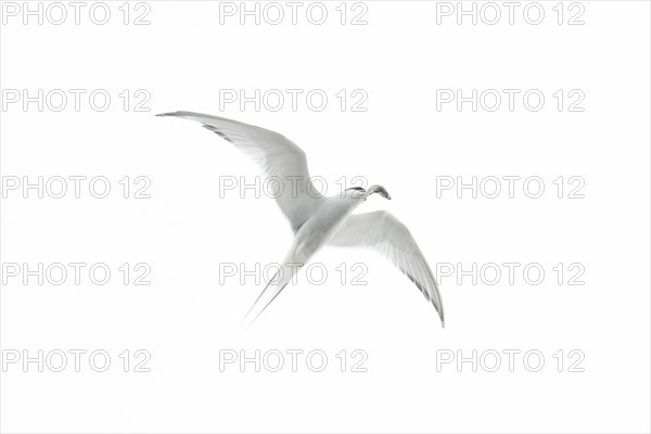 Arctic tern