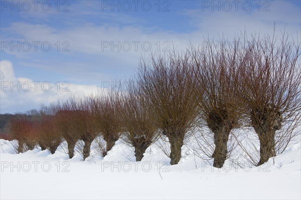 Row of pollarded white willows