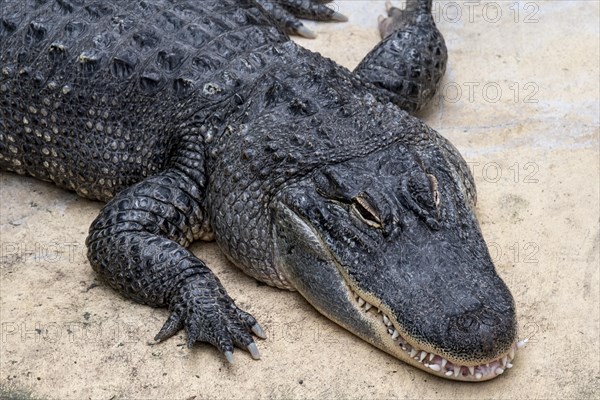 American alligator