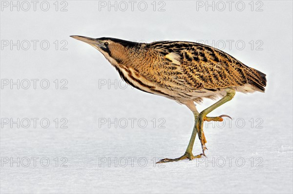 Eurasian Bittern