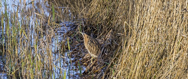 Eurasian bittern