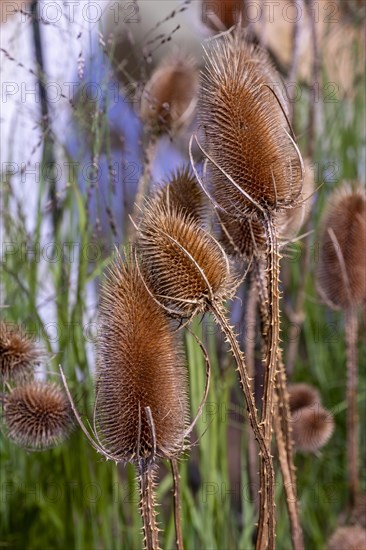 Common switchgrass