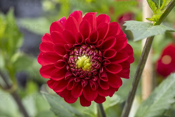 Garden dahlia