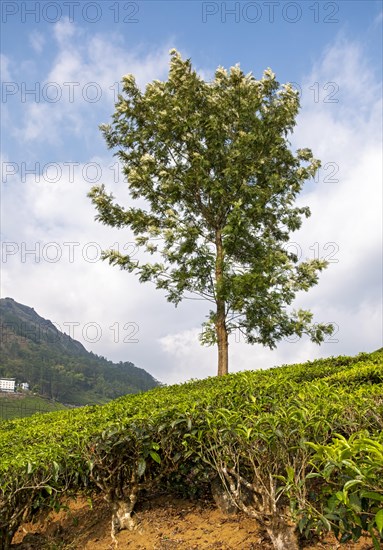 Lone Tree In Tea Plantation