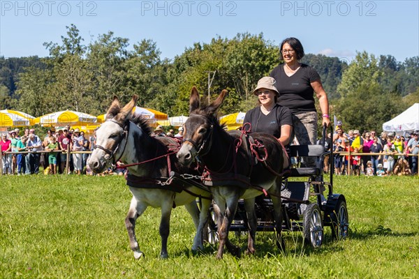 Donkey carriage driving through course