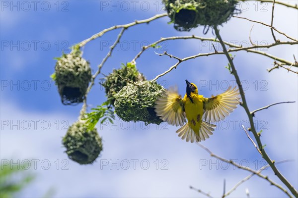 Southern masked weaver