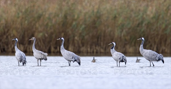 Flock of common cranes