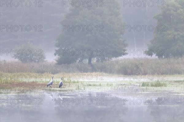 Two common cranes